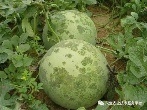 西瓜疫病防治难题：精甲霜灵锰锌效果不佳
