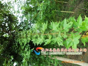 山东软籽石榴苗基地的批发价格