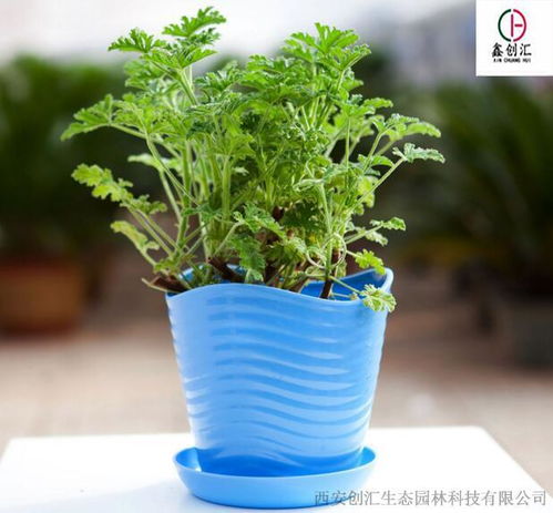 驱蚊草病虫害综合管理技术