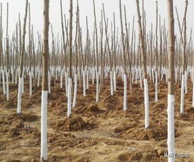 第二步：清洁树木， 准备工作要Zuo好