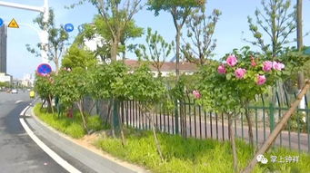 美化城市， 净化空气，这些花卉功不可没