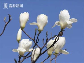 白玉兰花期有多久？