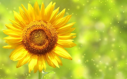 太阳花烈日下如何科学浇水？