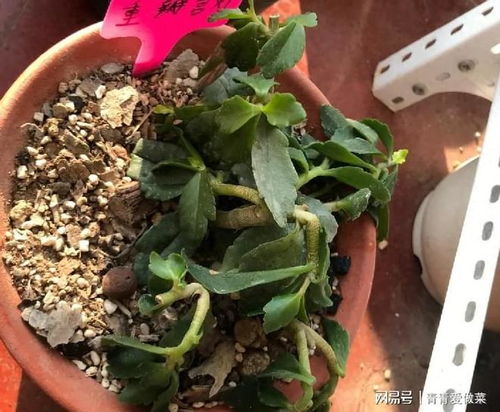 冻伤的花如何挽救？还能恢复生机吗