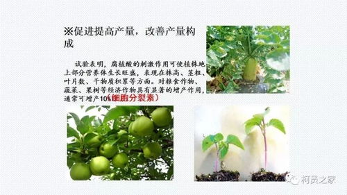 腐植酸和氨基酸哪种肥料对植物生根效果更佳？