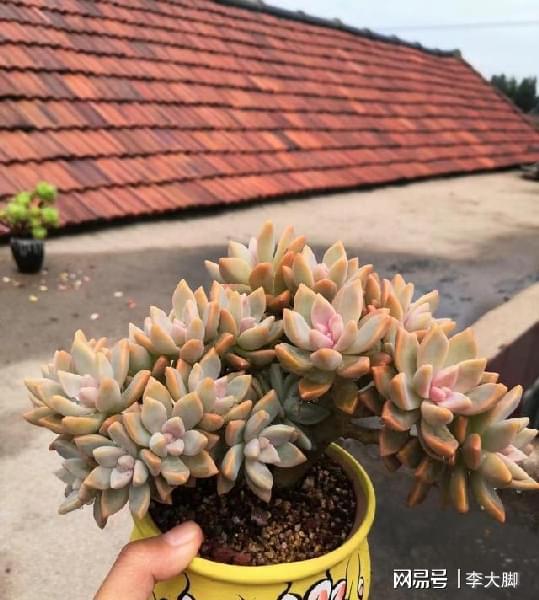 多肉植物的魅力所在