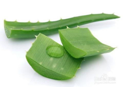 新鲜芦荟如何正确涂脸？肌肤水嫩的秘密