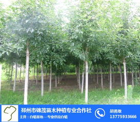 白蜡树苗木价格表曝光