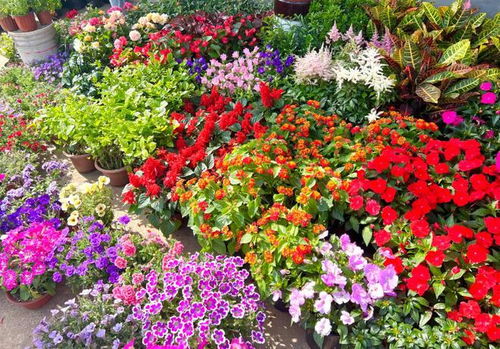 干花与鲜花的区别