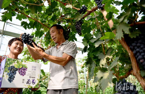 精品果蔬种植助增收