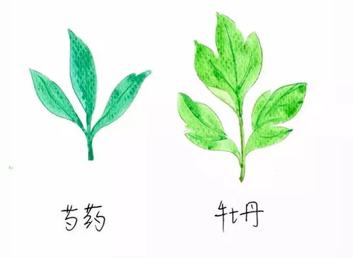 杜鹃树的文化意义