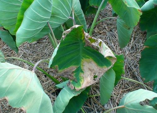 毒死蜱残留量监控