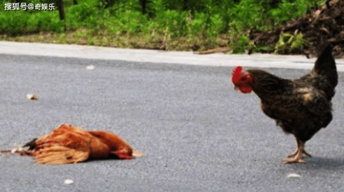鸡被人抓了一下就死了是什么原因导致的突然死亡？