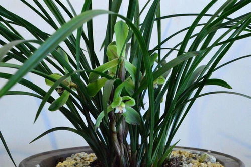 兰花换盆的注意事项