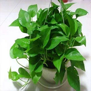 竹子：高雅脱俗，寓意美好