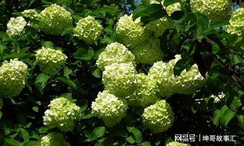 为什么有些植物号称