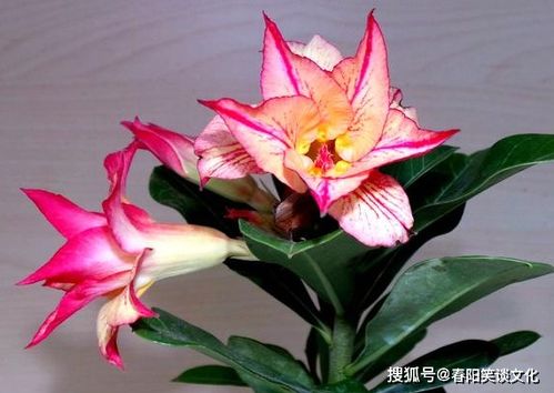 “迷迭香开花秘诀，如何让它绽放