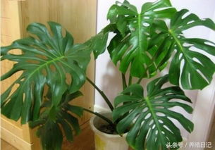 卧室放哪些植物有助于提高睡眠质量