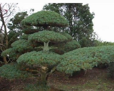 五针松：绿色的守护者， 耐寒又耐旱