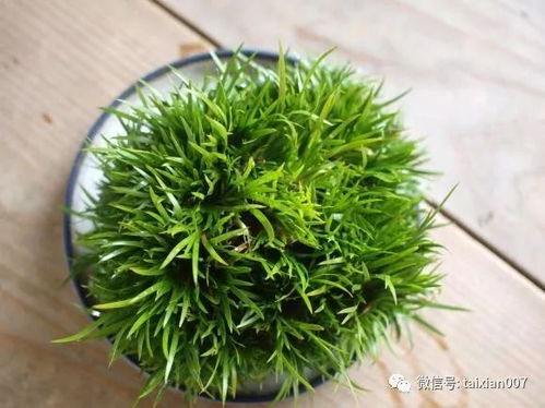 室内养护，湿度不嫩少！