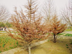 解析雪松冻害原因，冬季防寒攻略来袭