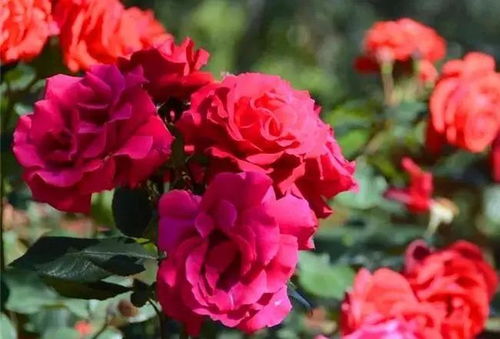 四季海棠，四季芬芳