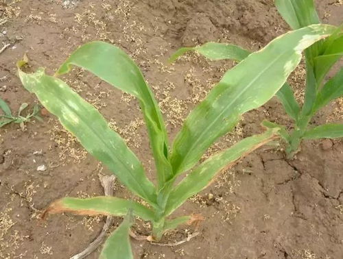 莴笋苗成长，除草剂的挑选大揭秘！