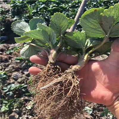 办法二：勤观察， 发现病苗赶紧除