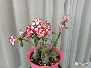 玫瑰如何识别哪些芽能开花？