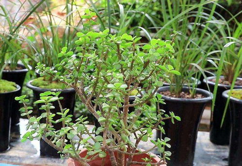 雪松施肥小贴士：让雪松茁壮成长