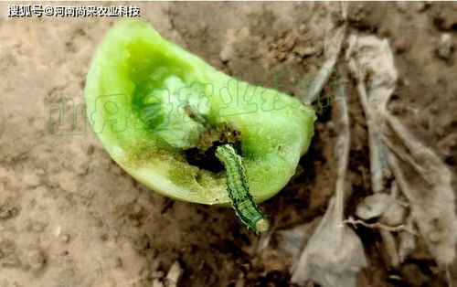 甲维盐的威力：杀虫效果惊人