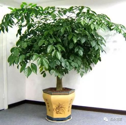 幸福树扦插时如何选择合适的枝条？有哪些技巧和注意事项需要遵循