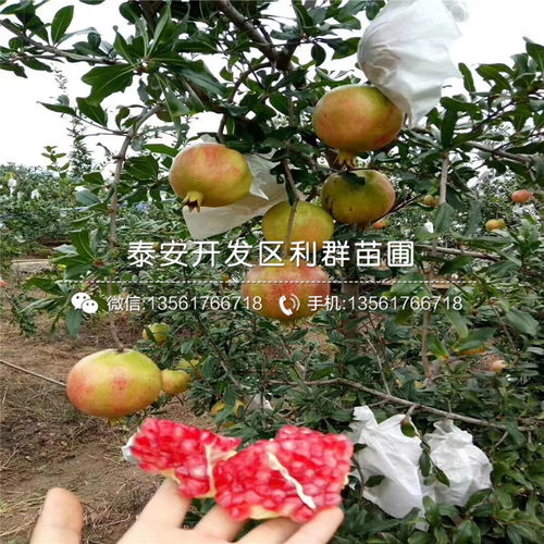 石榴树苗如何进行科学培育和日常管理以促进健康成长？