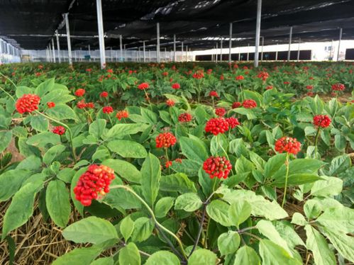 白菜种植如何通过栽培技术实现快速生长
