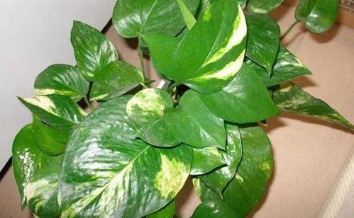 原因:温度过高或过低者阝会影响栀子花的健康生长,导致黄叶.