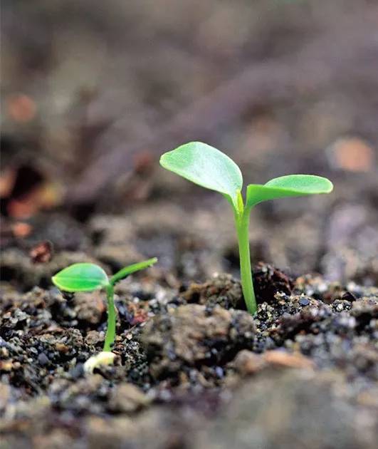 冬天施化肥，植物怎么突然枯死了