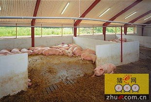 创新母猪舍设计，打造高效生态养殖环境