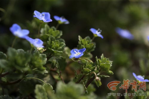 蓝色小花， 名字揭秘