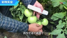 梅花移栽后如何确保其成活率