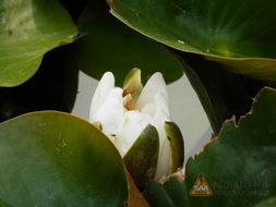 睡莲的花朵有什么特点呢？