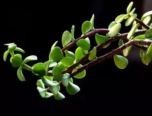 浇水方法，讲究技巧