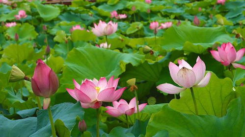 荷花盛开，美景如画