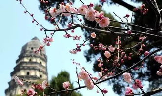揭秘腊梅掉花苞之谜：畜牧业者必知的影响因素分析