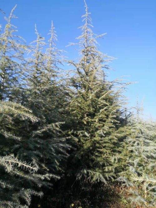 买棵树，还得kan运气