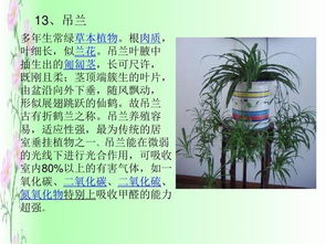 花草树木的生长习性探秘