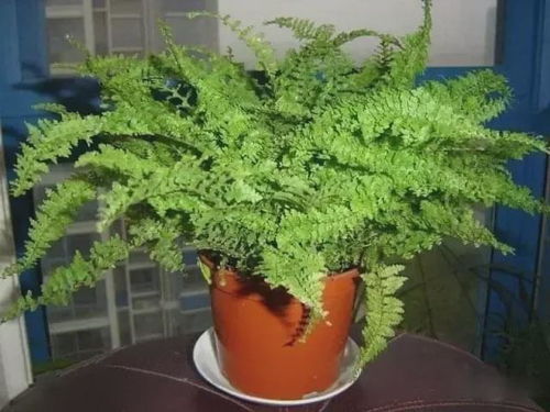 银皇后：空气净化高手