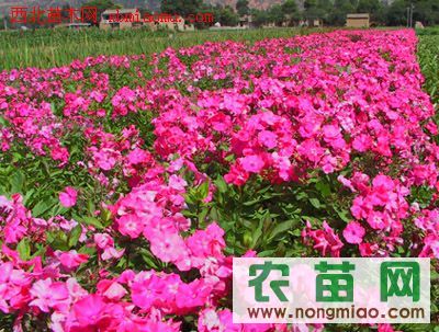 种植细节， 不可忽视