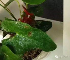 浇水后的小保养