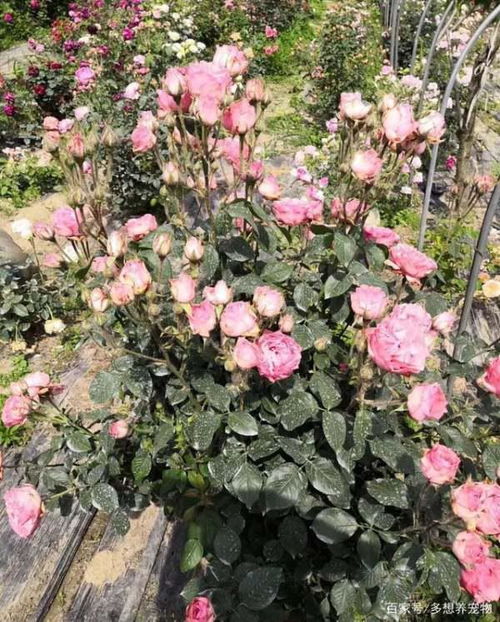 爱情与泥土的邂逅