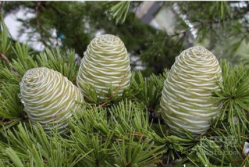 雪松种植，你选对月份了吗？